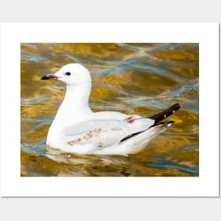 Silver Gull Posters and Art